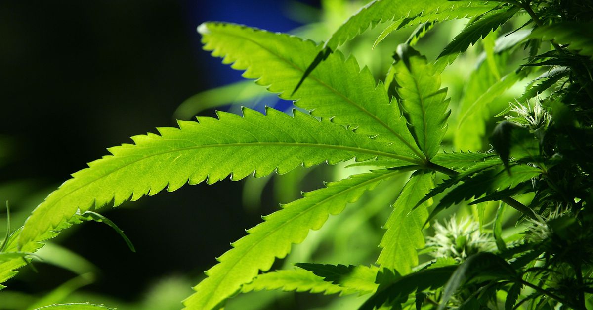Vermont marijuana legalization: State permits leisure gross sales