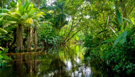 ETFs within the Amazon Jungle