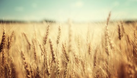 Wheat ETF Grows as Drought Situations Decimate Provide