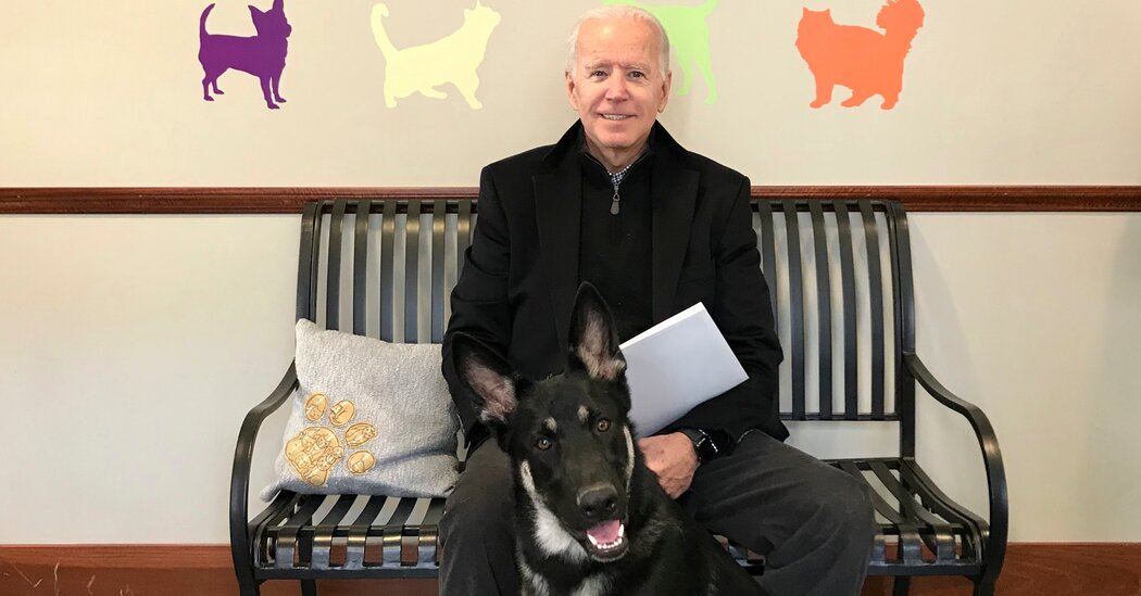 Biden’s Canines to Return Presidential Pets to the White Home