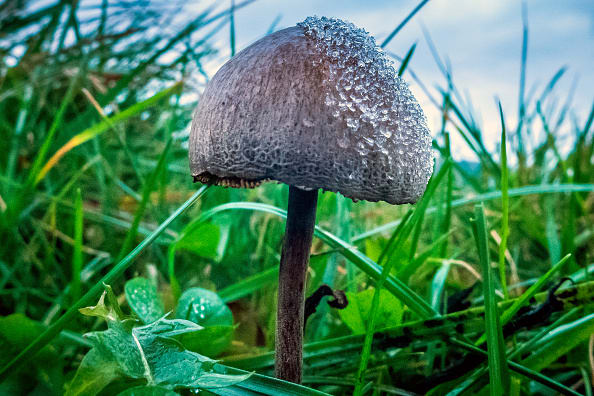 Oregon turns into first state to legalize magic mushrooms as extra states ease drug legal guidelines in ‘psychedelic renaissance’