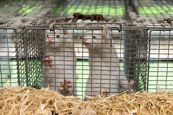 Europe tries to close down pressure from Danish mink farms