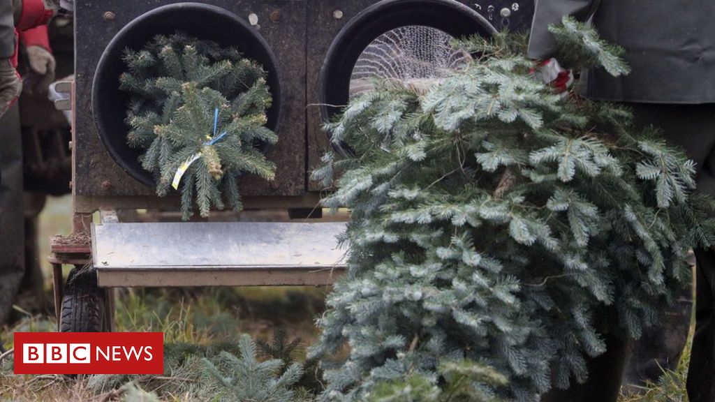 Christmas tree gross sales to go forward regardless of lockdown