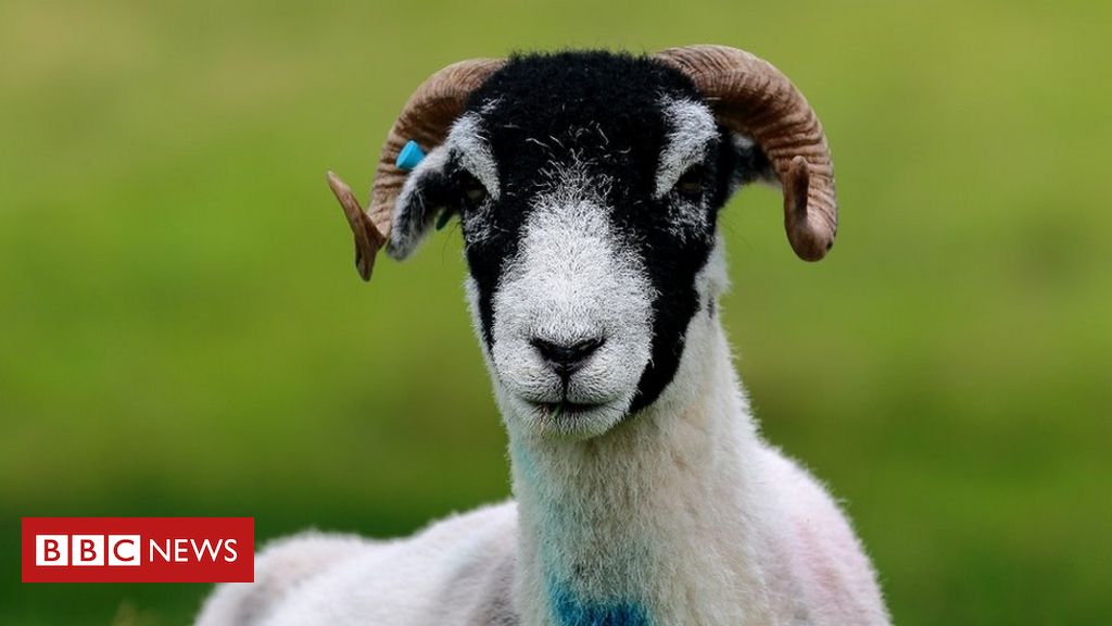 Hundreds of sheep ‘caught in limbo’ over Brexit rules