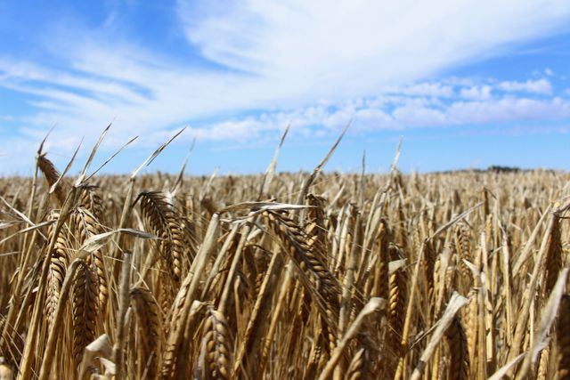 Barley commerce routes redrawn as China tariff hits Australian farmers
