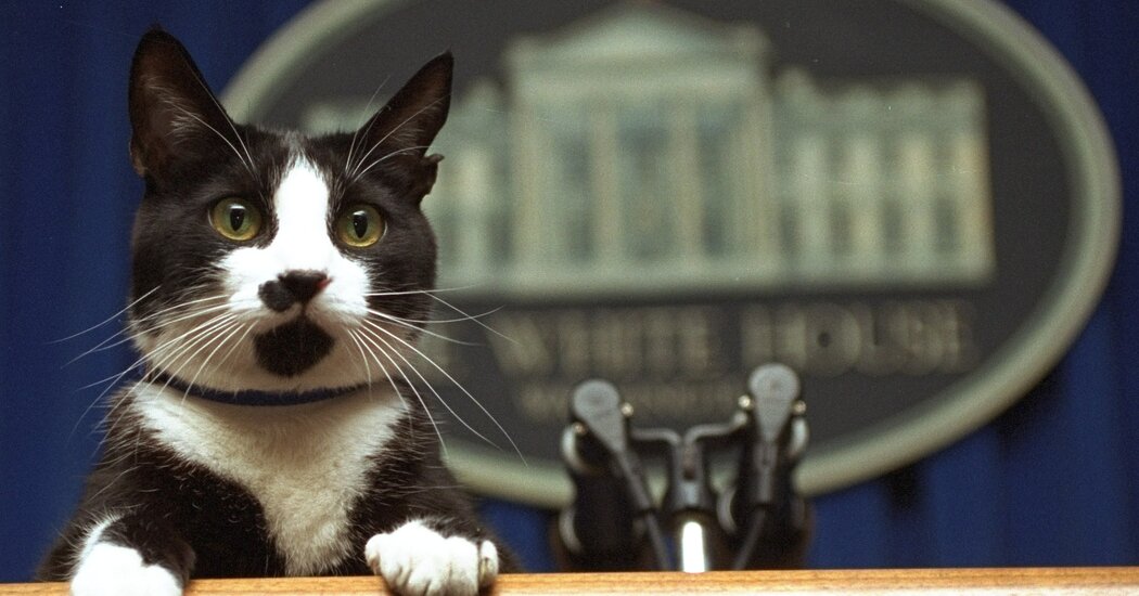 A Cat Is Stated to Be Becoming a member of the Bidens within the White Home