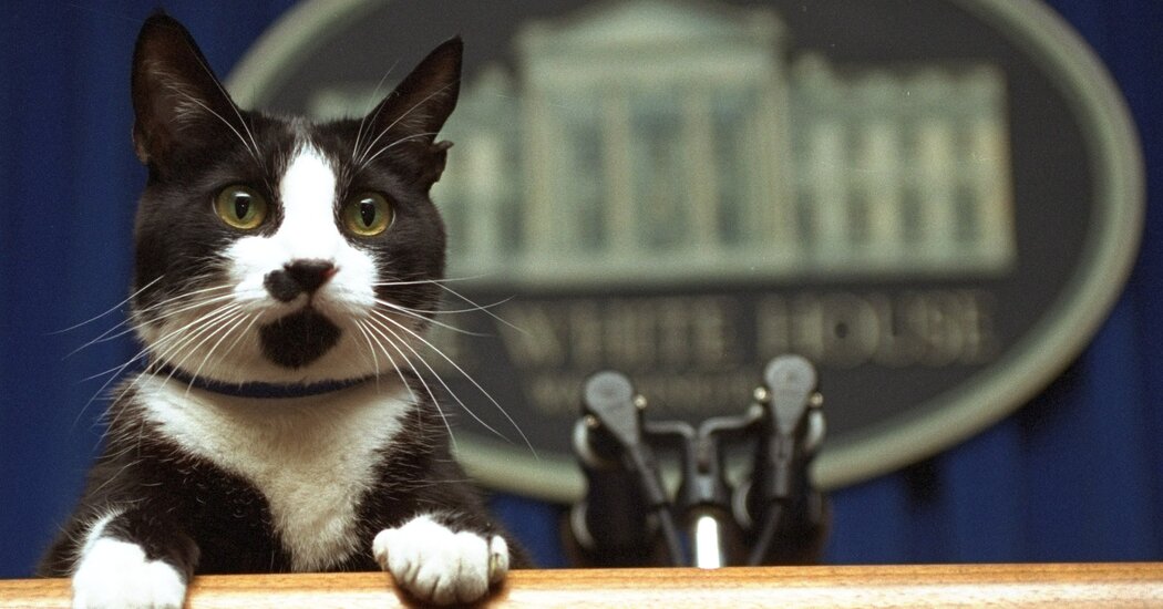 As soon as once more, a cat is about to affix the ranks of presidential pets.