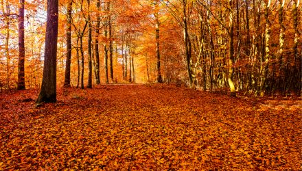 Golden November – to date