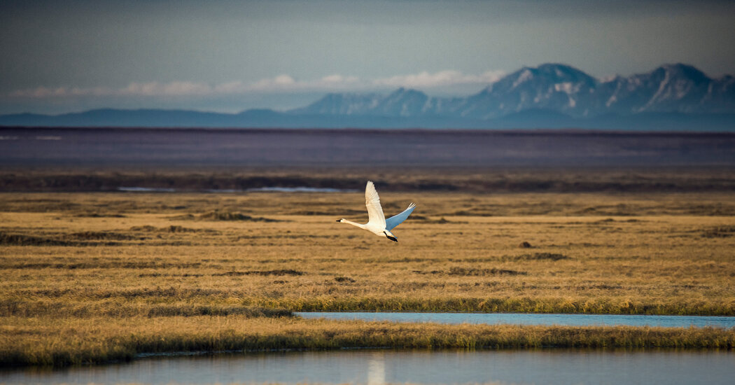 Sale of Arctic Refuge Oil and Gasoline Leases Is Set for Early January