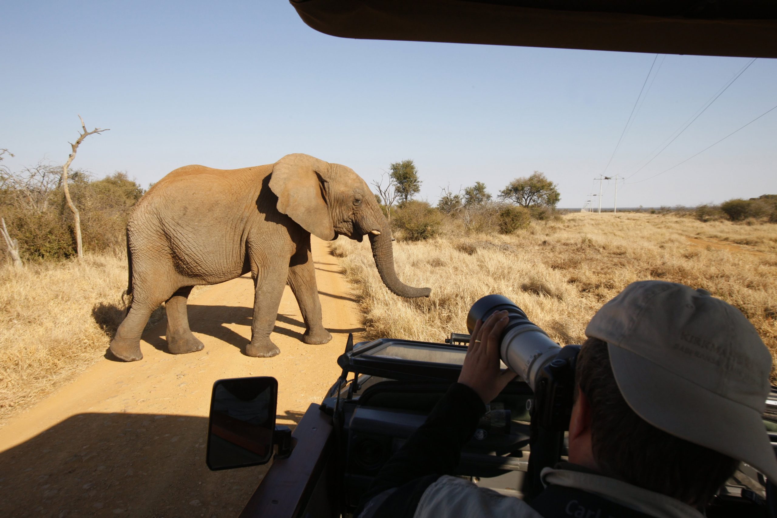 Charity CEO warns of the affect of Covid on conservation in Africa Charity CEO warns of the affect of Covid on conservation in Africa