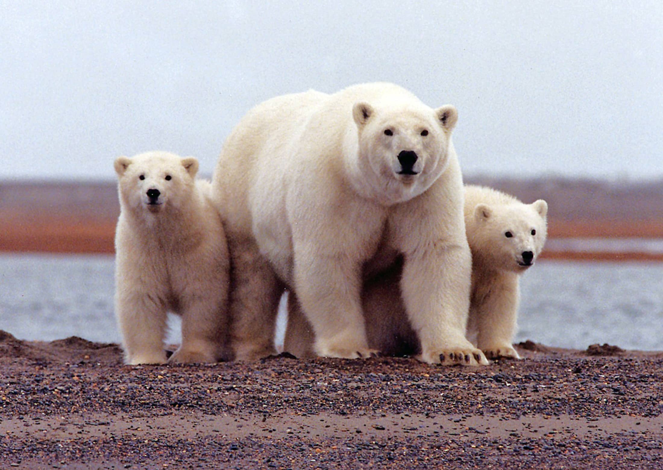 Trump rushes drilling in Arctic wildlife reserve earlier than Biden takes workplace