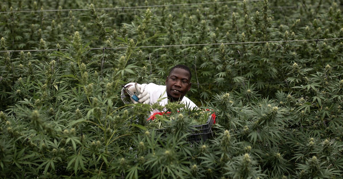 The United Nations says medical weed is a much less harmful drug