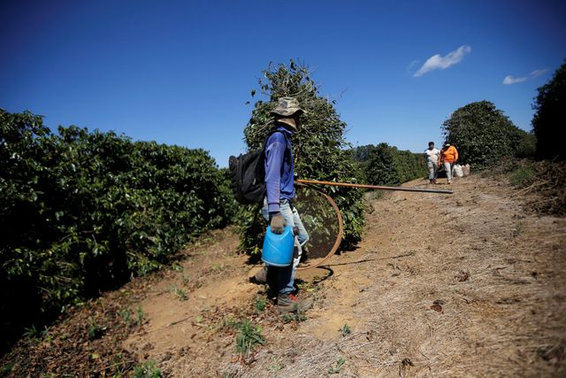 Brazil faces potential ‘main failure’ in 2021 espresso crop, specialist says