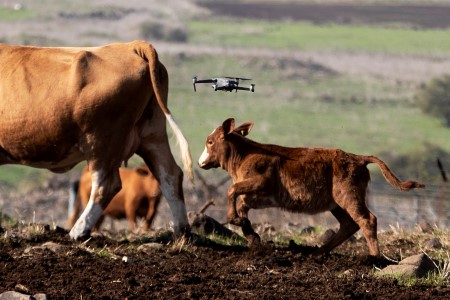 Droning the drove: Israeli cow-herders flip to flying tech