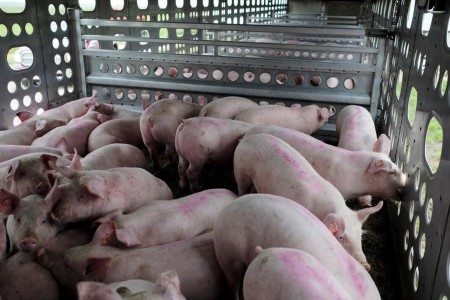 China’s pig herd nears regular ranges, however hog costs nonetheless rising