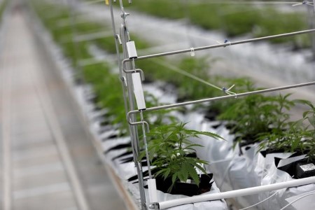 Aphria, Tilray mentioned to be in superior merger talks- BNN Bloomberg