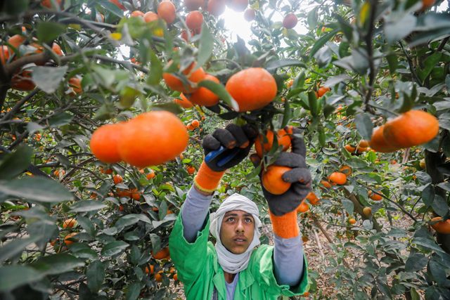 Egypt hopes high quality management will safe its place as prime orange exporter