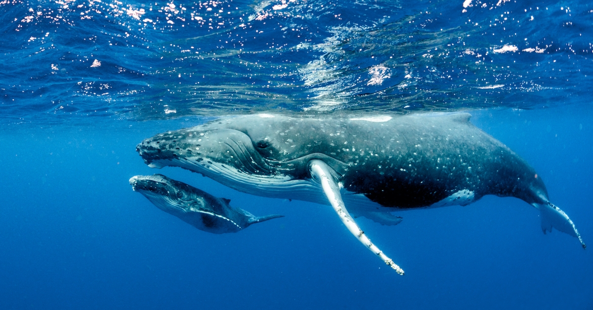 Variety of Individuals Holding Plenty of Bitcoin Surges in Uncommon ‘Whale-Spawning Season’
