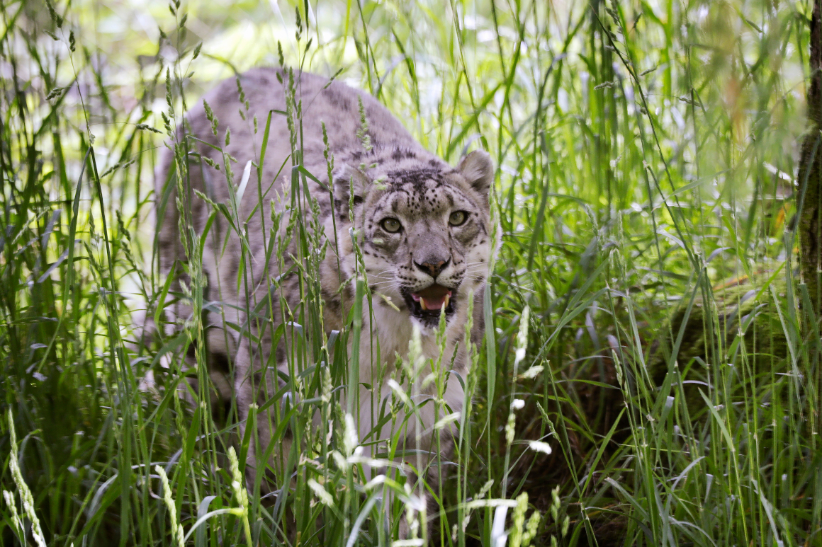 Snow leopard at Kentucky zoo exams optimistic for coronavirus