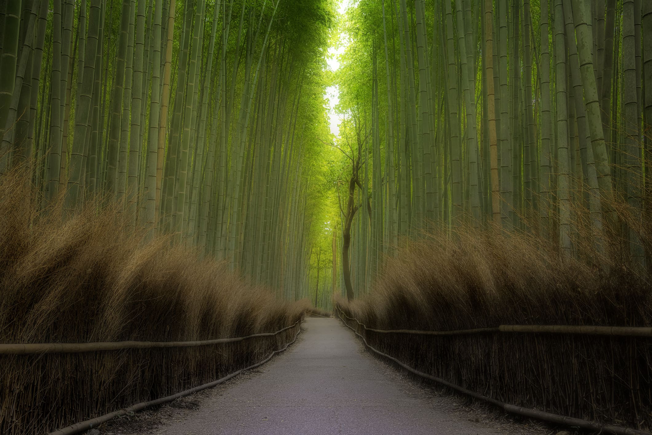 What Arashiyama Bamboo Grove actually appears like