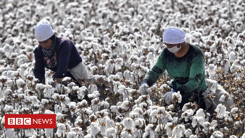 UK tightens guidelines on utilizing Uighur-picked cotton