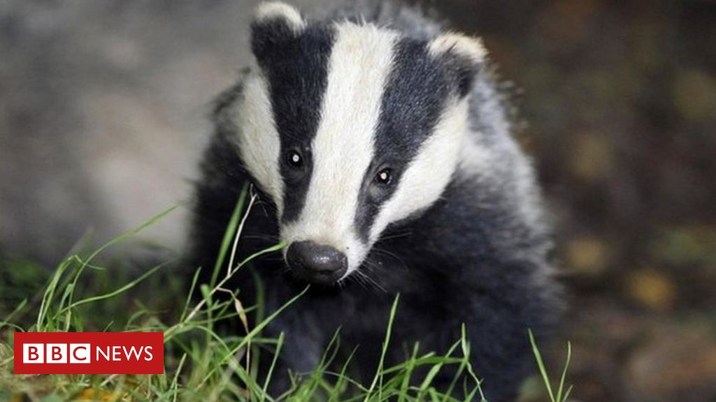 Badger cull: New licences 'to be banned after 2022'