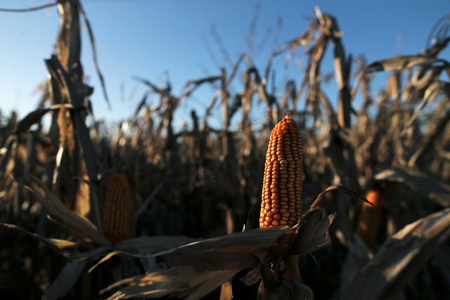 Argentina lifts corn export ban, replaces with 30,000 tonne gross sales cap