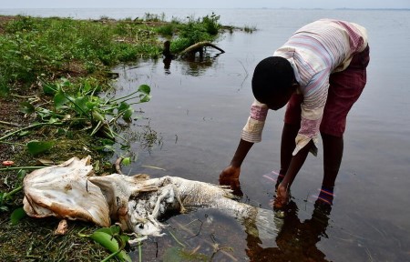 Ugandans baffled by lifeless perch washed up on Lake Victoria shore