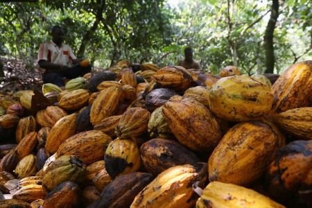Ivory Coast faces 100,000-tonne cocoa bean pile-up as demand slows