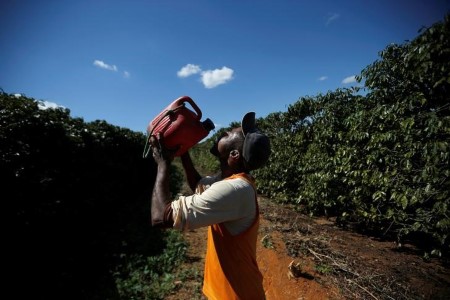 Espresso gross sales in Brazil at 78% of 2020 crop, says consultancy