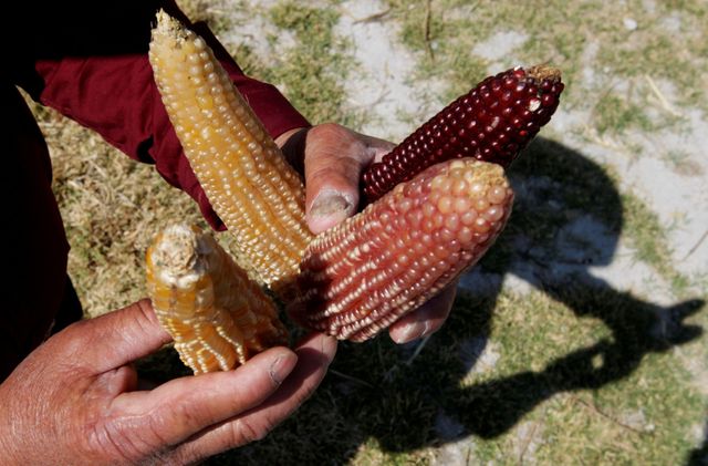 Bans on GMO corn, glyphosate in Mexico would shrink meals provides, trade says