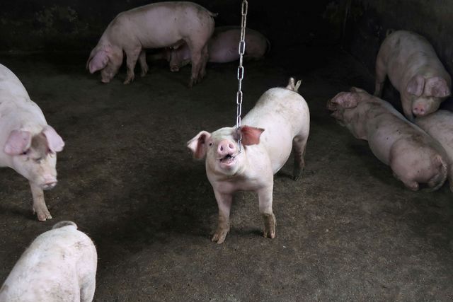 INSIGHT-New China swine fever strains level to unlicensed vaccines
