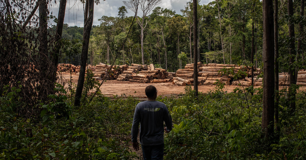 Former U.S. Local weather Leaders Press Biden on Amazon Deforestation