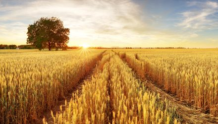 Agricultural ETFs Proceed To Achieve As Crop Provide Is Restricted
