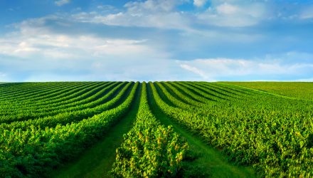 Agricultural ETFs Bounce Amid Crop Report Revisions