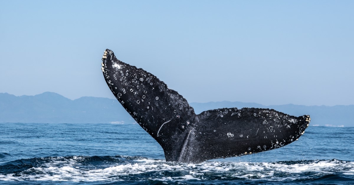 Bitcoin Whales Saved Accumulating Throughout Monday’s Crash