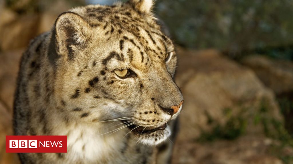 Twycross Zoo conservation 'halted by lack of Brexit types'