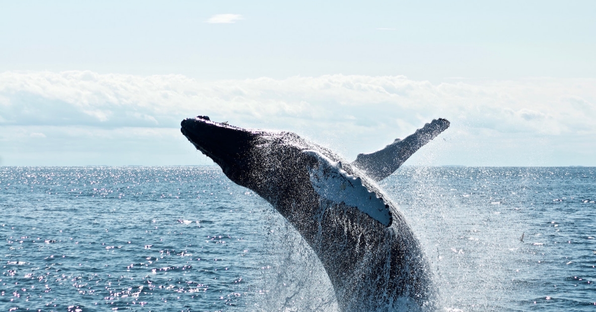 If Whales Transfer the Market, UniWhales Is the Whale Whisperer