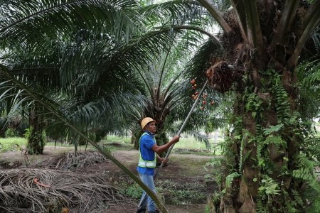 Malaysia’s securities panel probes Sime Darby Plantations after U.S. import ban