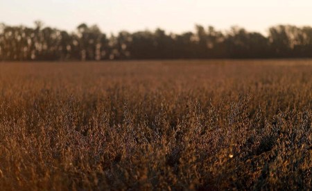 Argentina set to lose $2.26 bln as a result of drought-hit soy crop -Rosario change