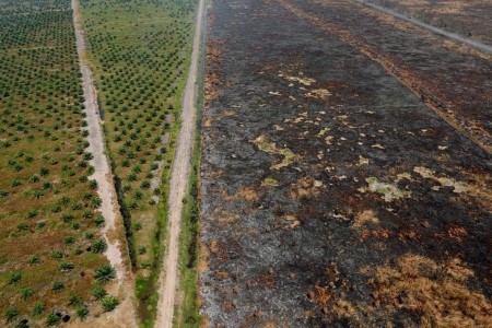 Dealing with public strain, palm oil corporations are going inexperienced – research