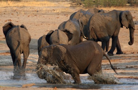 African elephants face rising danger of extinction – Purple Listing