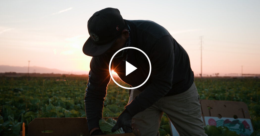 ‘Important’ Migrant Farmworkers Threat An infection and Deportation