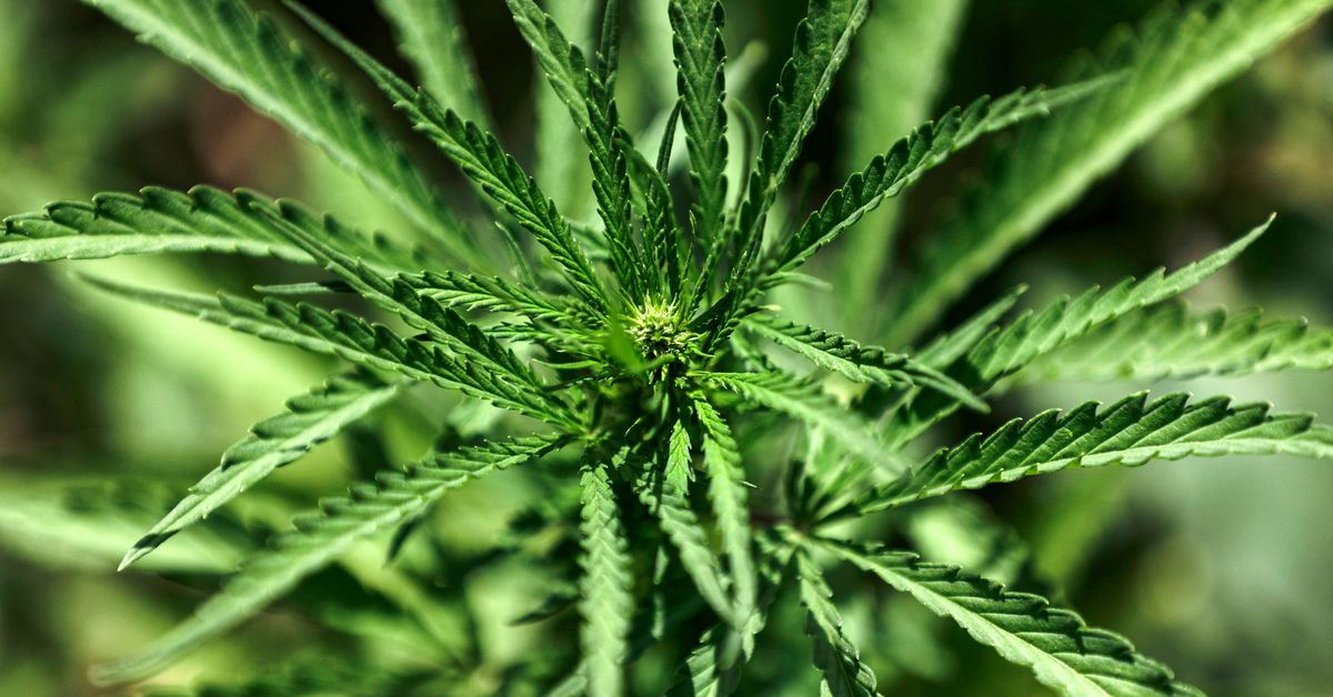 New Mexico passes marijuana legalization legislation