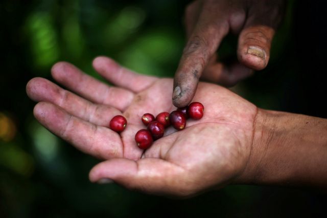 Mexico espresso chief touts state management of costs to assist farmers