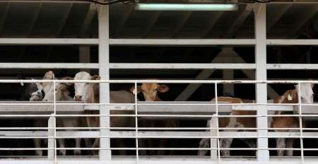 Brazil beefpackers halt manufacturing as cattle worth soar, home demand dwindles