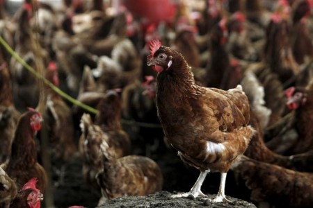 Botswana bans poultry imports from South Africa after avian flu outbreak