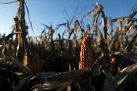 Argentine corn crop estimate raised to 46 mln tonnes from 45 mln -exchange