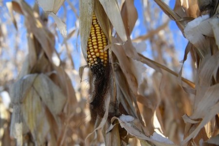 GRAINS-Corn, soy climb to multi-year highs on tight provides, climate woes