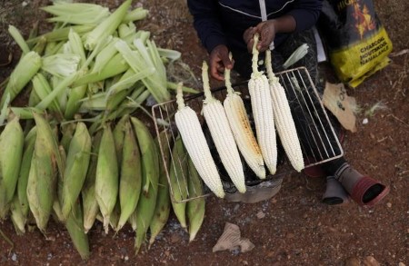 S.Africa’s 2020/2021 maize output anticipated to rise 7% from final season – survey
